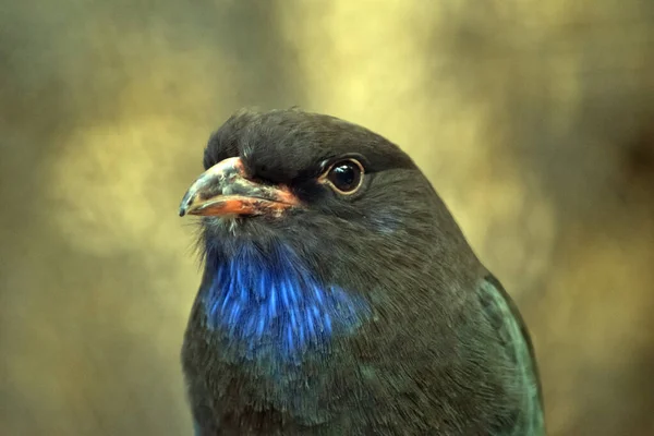Pássaro Dólar Tem Uma Garganta Azul Cabeça Preta — Fotografia de Stock
