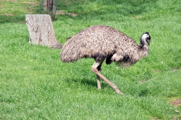 これはオーストラリアの Emu のサイドビュー — ストック写真