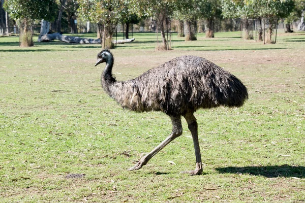 Emuは空飛ぶ鳥で — ストック写真