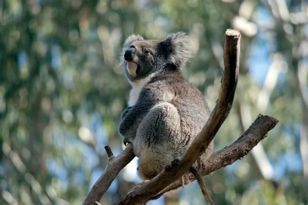 Koala Gri Beyaz Bir Keseli — Stok fotoğraf