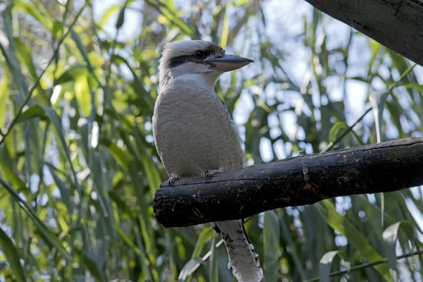 Kookaburra Nın Gözlerinin Yanında Kahverengiye Yakın Beyaz Bir Kuşu Var — Stok fotoğraf