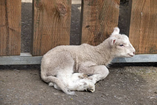 Dies Ist Eine Seitenansicht Eines Jungen Lammes — Stockfoto