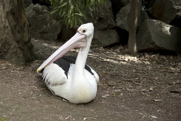 Der Australische Pelikan Ruht Auf Dem Boden — Stockfoto