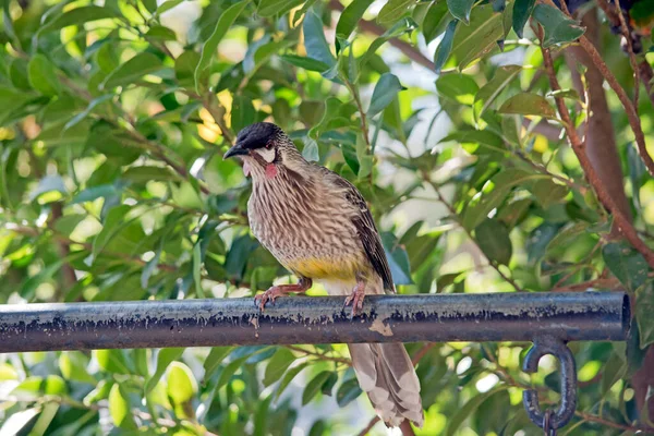 Red Wattle Bird Sitting Perch — Stock Photo, Image