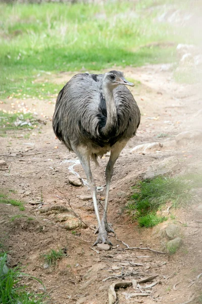 Rheas Duże Ptaki Bezgrzebieniowe Związane Strusia Emu — Zdjęcie stockowe