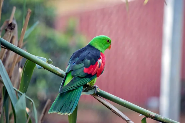 Papagaio Alado Vermelho Tem Uma Cabeça Verde Asas Verdes Escuras — Fotografia de Stock