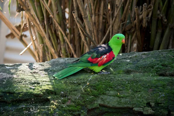 红翅鹦鹉有一个绿色的头和深绿色的翅膀红色和橙色的喙 — 图库照片