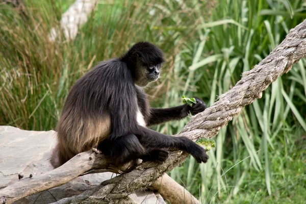 Macaco Aranha Está Comendo Vegetação Verde — Fotografia de Stock