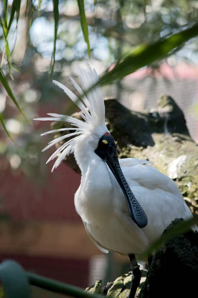 Espátula Real Gran Pájaro Marino Blanco Con Pico Forma Cuchara —  Fotos de Stock