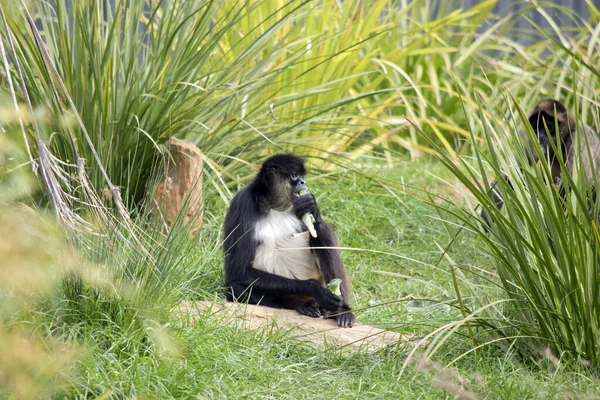 Macaco Aranha Tem Peito Branco Pêlo Preto Marrom — Fotografia de Stock