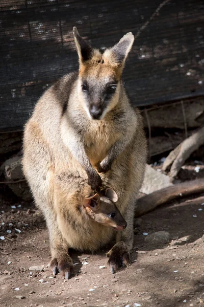 Swamp Wallaby Has Joey Her Pouch — Stock Photo, Image