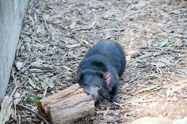 Diavolo Tasmaniano Marsupiale Nero Con Orecchie Rosa — Foto Stock