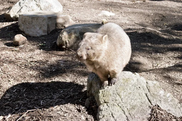 Gewone Wombat Leeft Holen Ondergronds Hij Heeft Scherpe Klauwen Graven — Stockfoto