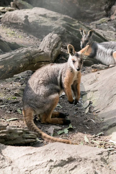 Wallaby Rocha Amarelo Está Escalando Nas Rochas — Fotografia de Stock