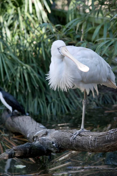 Den Gula Skedstork Står Ett Ben — Stockfoto