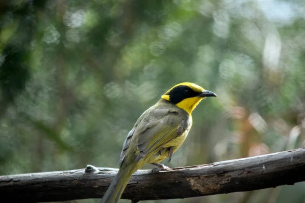 Żółty Kępka Honeyeater Jest Zielony Żółty Czarny Mały Ptak — Zdjęcie stockowe