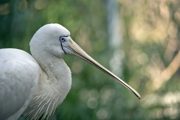 Der Gelbe Löffler Ist Ein Großer Weißwasservogel — Stockfoto