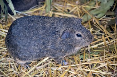 Gine domuzu gri ve beyaz kemirgendir.