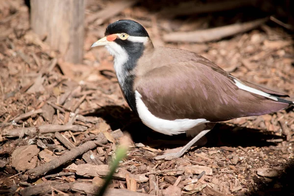 Side View Banded Lapwing — Stock Photo, Image