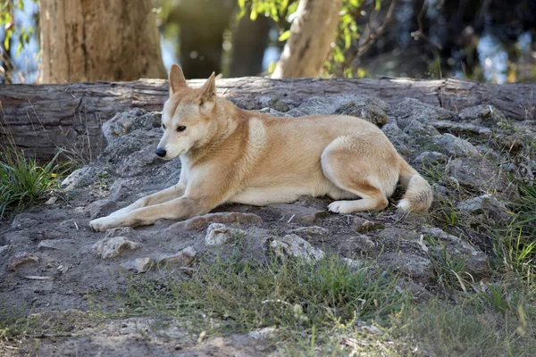 Den Gyllene Dingon Gyllenbrun Hund Som Strövar Omkring Vildmarken — Stockfoto