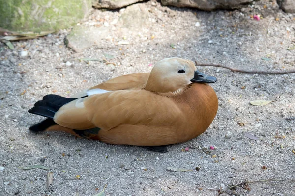 stock image the Egyptain goose is light brown with a black tail and beak