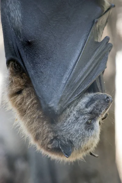 Esta Uma Visão Lateral Morcego Frutas — Fotografia de Stock