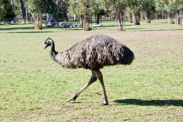 Emu Είναι Ένα Μεγάλο Πουλί Χωρίς Πτήση — Φωτογραφία Αρχείου