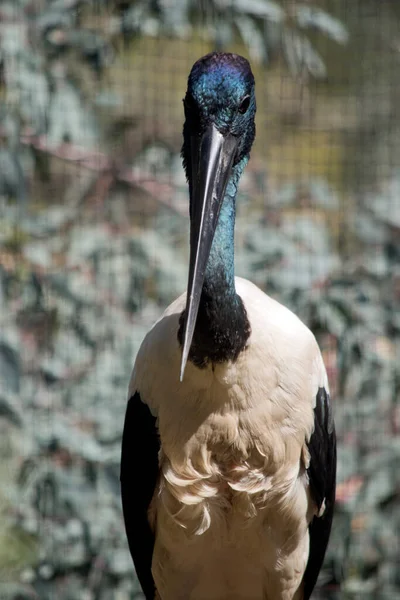 Black Necked Stork Has Dark Aqua Head Neck White Body — Stock Photo, Image