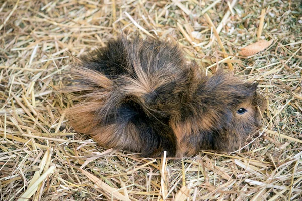 Long Haired Guinea Pig — Stock Photo, Image