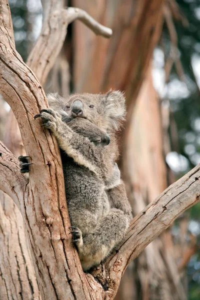 Madre Koala Sta Tenendo Sua Gioia Mentre Arrampica Albero — Foto Stock