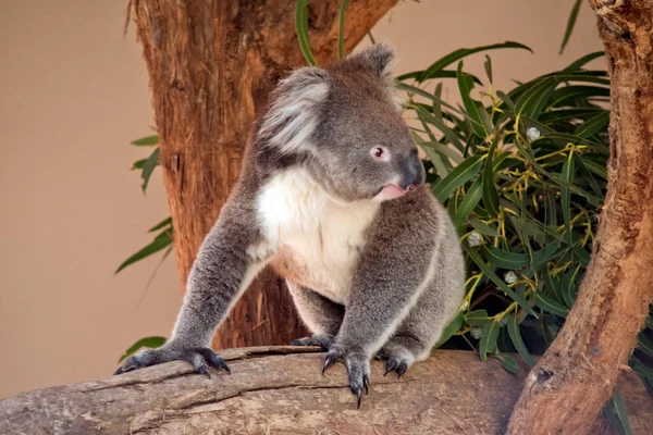 Koala Marsupial Que Gris Blanco Con Orejas Esponjosas Garras Afiladas — Foto de Stock