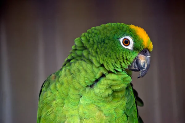 Dit Een Close Van Een Gele Gekroonde Papegaai Uit Amazone — Stockfoto