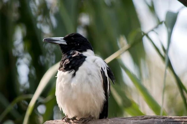 Porośnięty Rzeźnik Jest Czarno Białym Ptakiem Szarym Dziobem — Zdjęcie stockowe