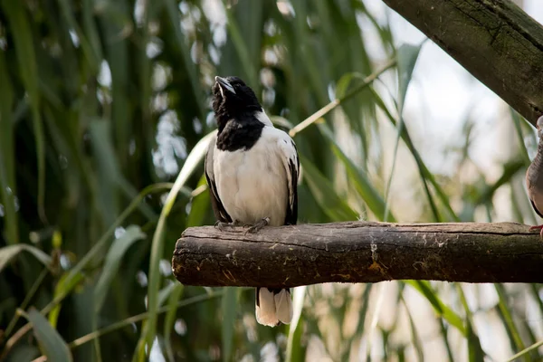 Pied Butcher Bird Sedí Bidýlku — Stock fotografie