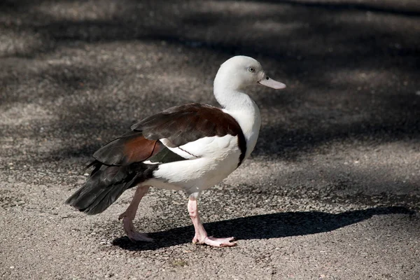 Esta Uma Vista Lateral Pato Prateleira Radjah — Fotografia de Stock