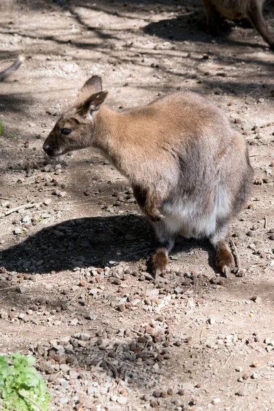 Wallaby Pescoço Vermelho Está Coçando — Fotografia de Stock