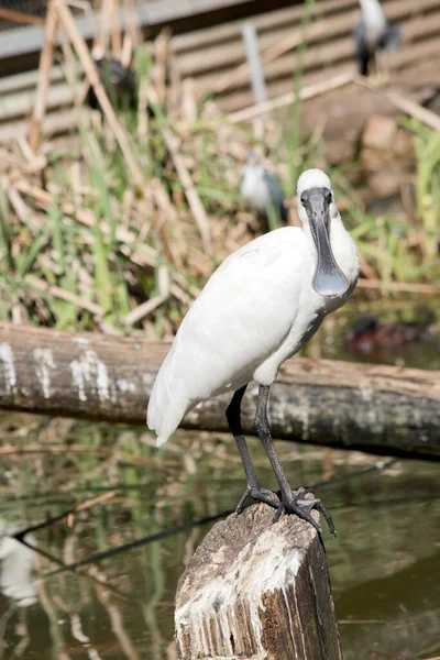 Espátula Real Ave Marina Blanca Grande Con Patas Negras Pico —  Fotos de Stock