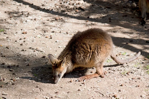 Fiatal Mocsári Wallaby Körülbelül Hónapos — Stock Fotó