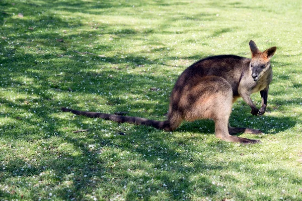 Wallaby Pântano Está Comendo Grama — Fotografia de Stock