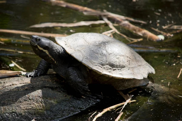 the turtle has a large green shell