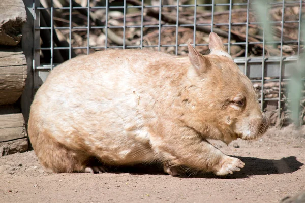 Szőrös Orrú Wombat Homokban Sétál — Stock Fotó