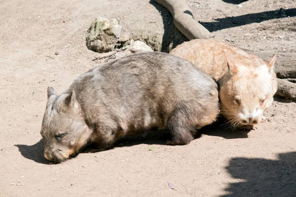 Two Hairy Nosed Wombats Eating Pellets Ground — Stock Photo, Image