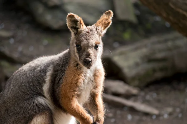 Tohle Zblízka Žlutá Kamenná Wallaby — Stock fotografie