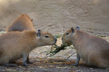 iki Capibara