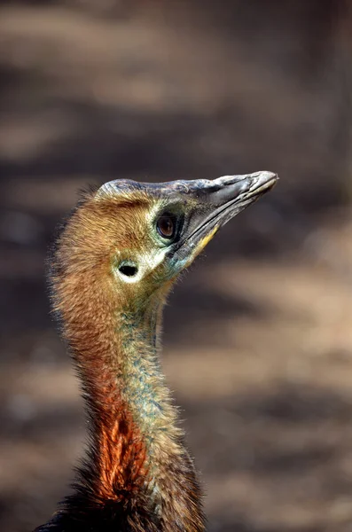 Genç cassowary — Stok fotoğraf