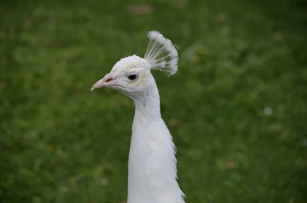 White peacock — Stock Photo, Image