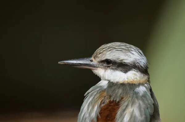 Kingfisher — Stok fotoğraf