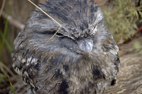 Tawny frogmouth — Stock Photo, Image