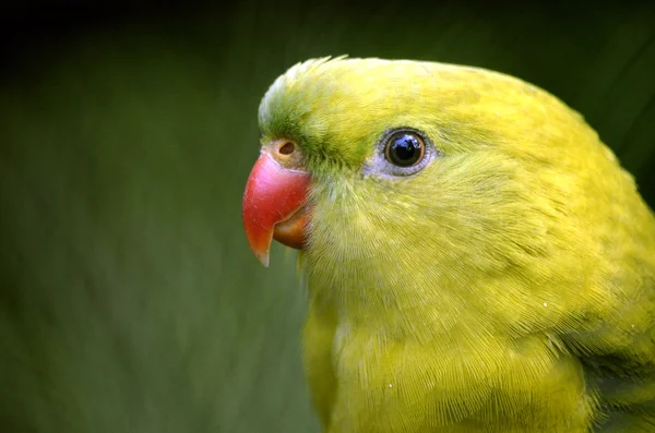 Regent parrot — Stock Photo, Image