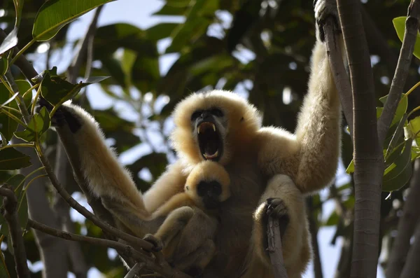 Gibbon och ung — Stockfoto